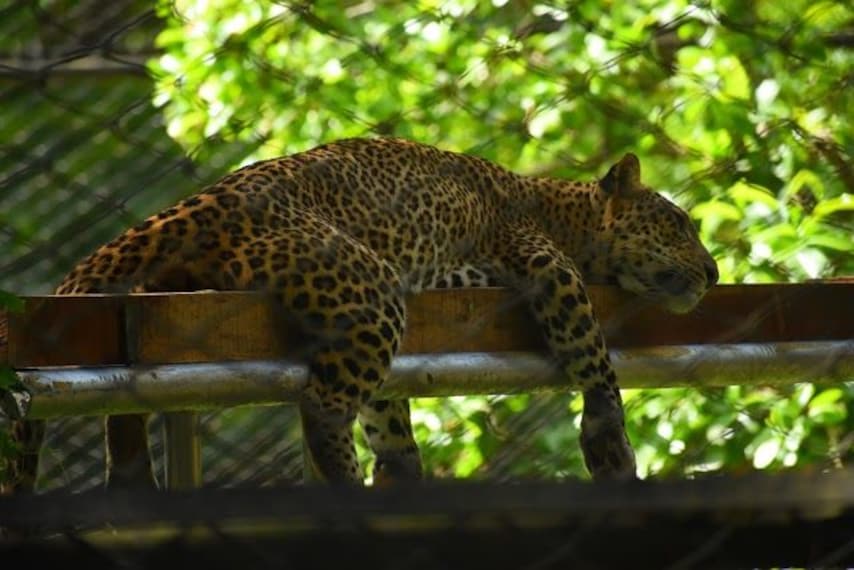 Trivandrum zoo-2